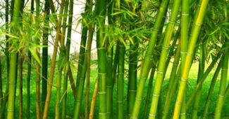 caule-bambu
