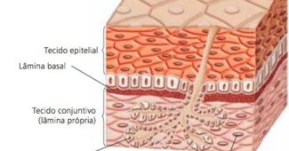 tecido-epitelial