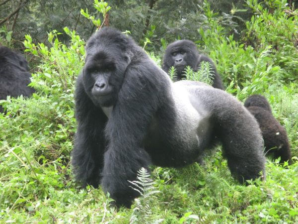 gorila-das-montanhas