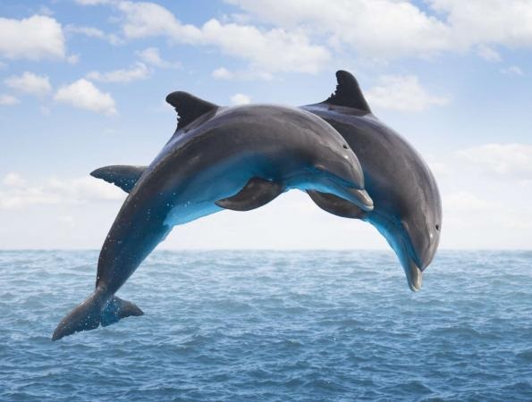 mamiferos-aquaticos-exemplo-golfinhos