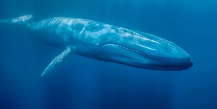 baleia-azul-o-maior-mamífero-do-mundo