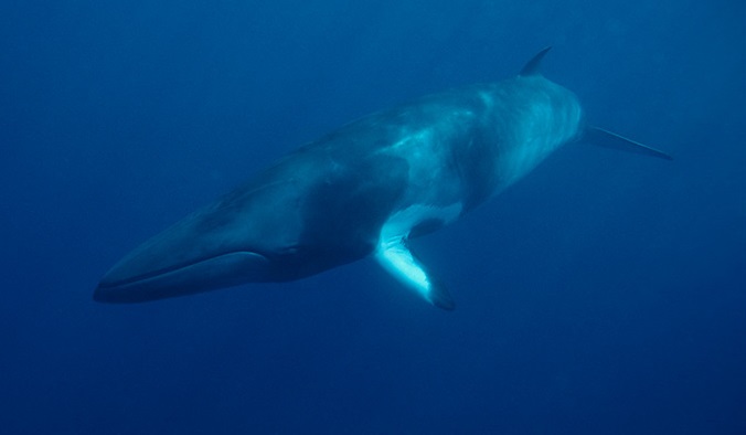 baleia-boreal