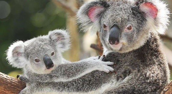 caracteristicas-e-curiosidades-do-coala