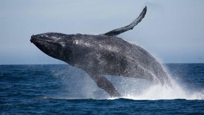 curiosidades-baleia-jubarte-saltando