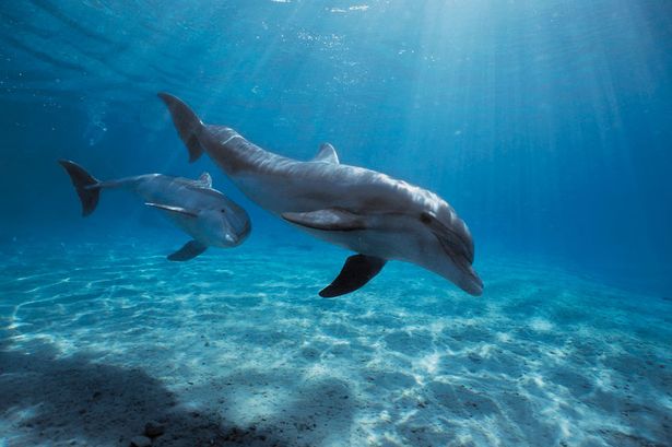 curiosidades-dos-golfinhos