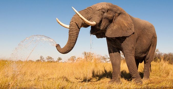 elefante-o-maior-animal-terrestre