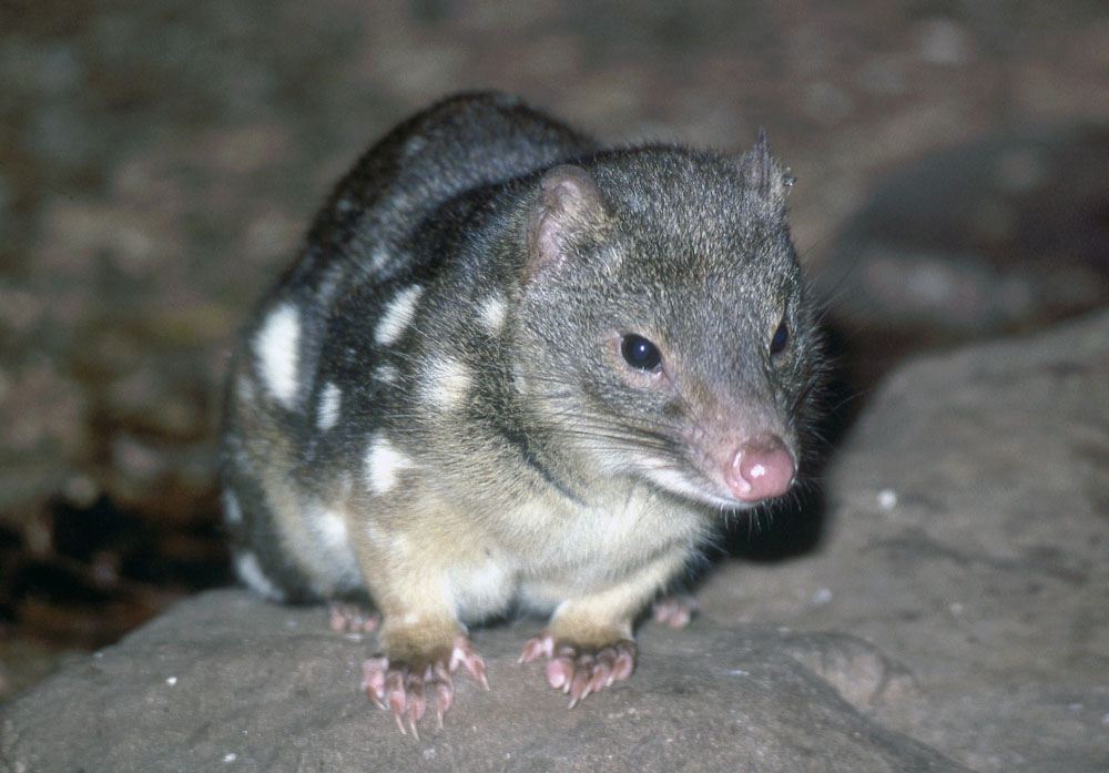 gato-marsupial
