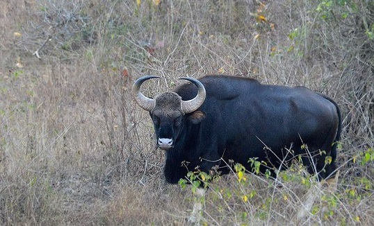 gauro-bovino-selvagem