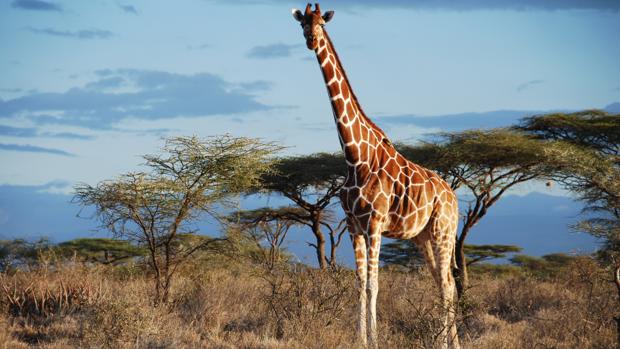 girafa-altura