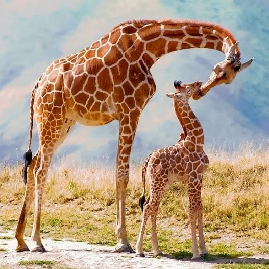 girafa-curiosidades