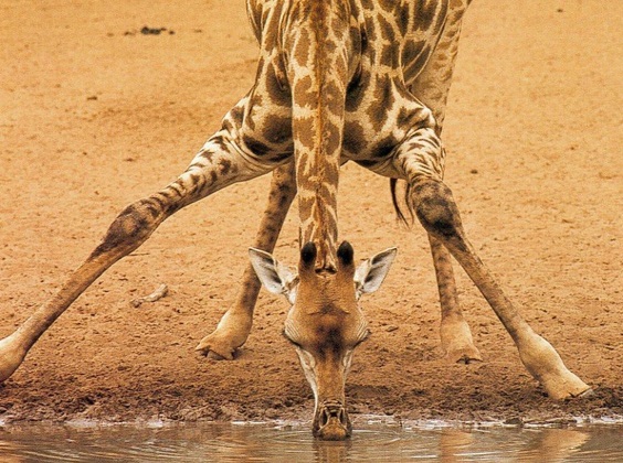 girafa-peso