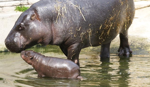 hipopotamo-pigmeu-filhote