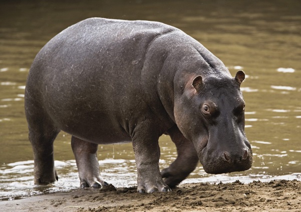 hipopotamo-tamanho