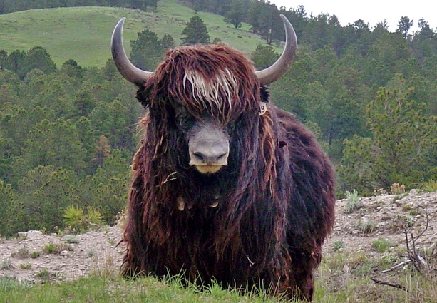 iaque-selvagem-wild-yak