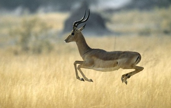 impala-animal