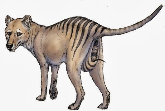 marsupio-do-tigre-da-tasmânia