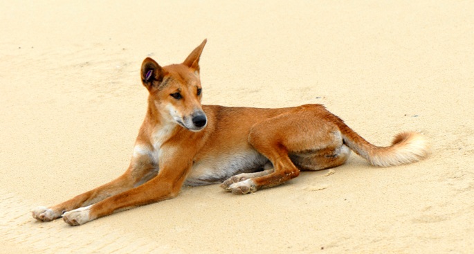 o-dingo-pode-ser-domesticado