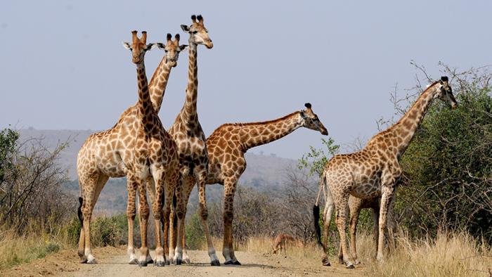 onde-vivem-as-girafas