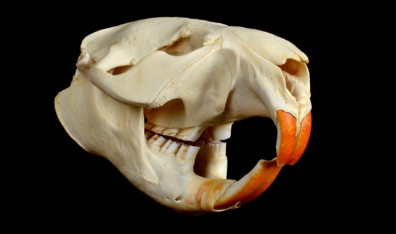 cranio-de-um-roedor