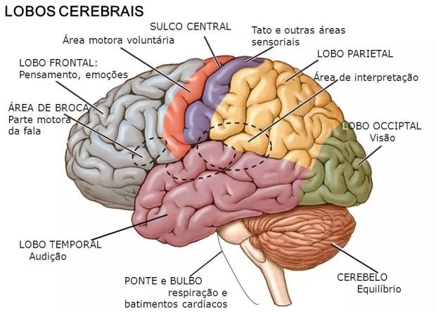 cerebro-humano-anatomia