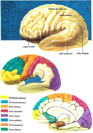 cerebro-humano-desenho