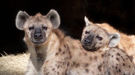comportamento-das-hienas