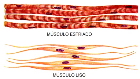 sistema-muscular-fisiologia