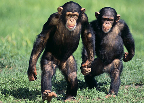 chimpanze-comportamento