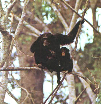 chimpanze-habitat