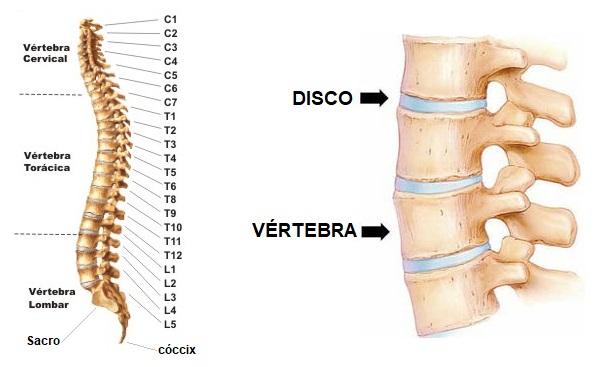 anatomia-da-coluna-vertebral