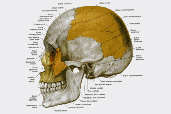 ossos-da-cabeça-cranio-humano