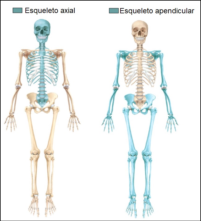 esqueleto-axial-e-apendicular