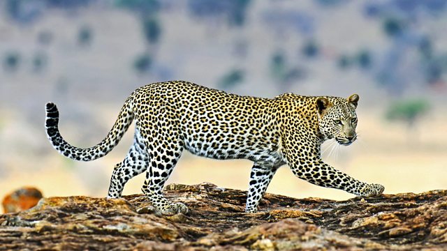 leopardo-peso