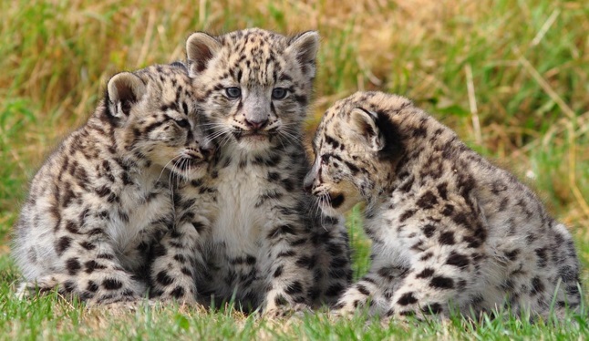 leopardos-filhotes