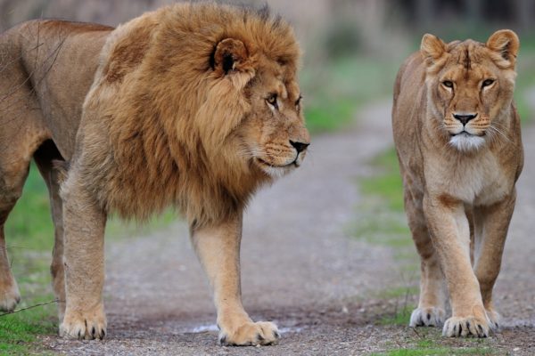 Leão Curiosidades Onde Vivem Os Leões Selvagens Resumo