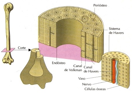 anatomia-dos-ossos-do-corpo-humano