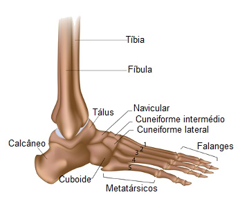 ossos-do-pé-anatomia