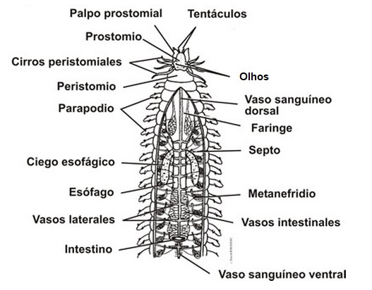 anatomia-do-poliqueta