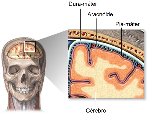 meninges-sistema-nervoso-central