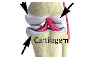 cartilagem-articulação