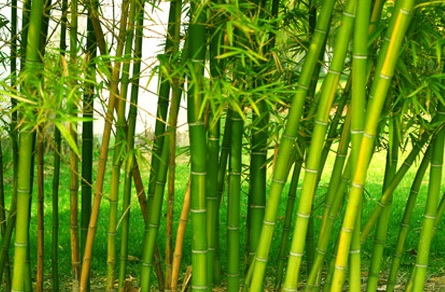 caule-bambu