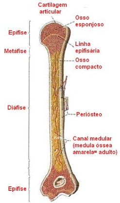 estrutura-do-tecido-osseo