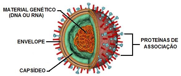 estrutura-do-virus