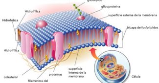 membrana-plasmática