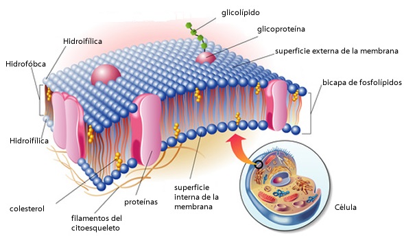 membrana-plasmática