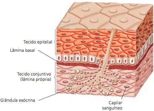 tecido-epitelial