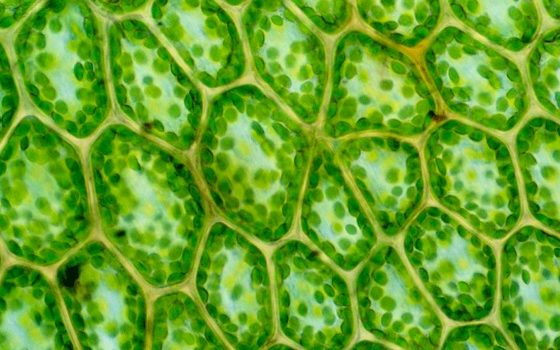cloroplastos