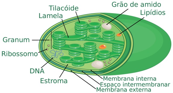 estrutura-do-cloroplasto