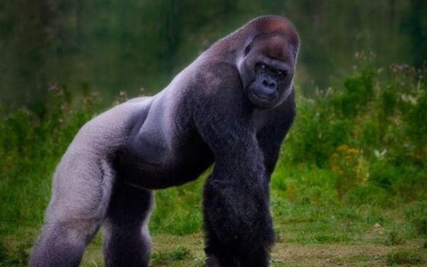 gorila-das-montanhas-características