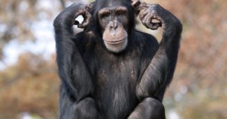 chimpanzé-comum-curiosidades